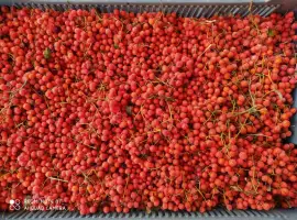 Зображення для оголошення Продам горобину заморожену