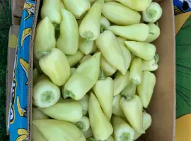 Зображення для оголошення Перець хаскі