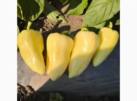Зображення для оголошення Продам Перець Хаскі оптом з поля