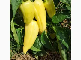 Зображення для оголошення Продам перець сорт Хаскі
