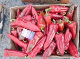 Зображення для оголошення Продам перець