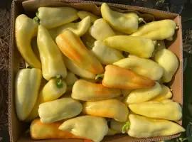 Зображення для оголошення Продам перець