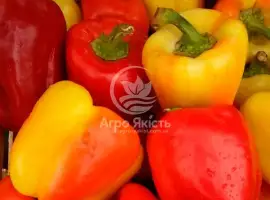 Зображення для оголошення Продам перець Барбі