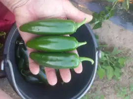 Зображення для оголошення Перець халапеньйо