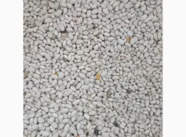 Зображення для оголошення Продам квасолю неві бінс