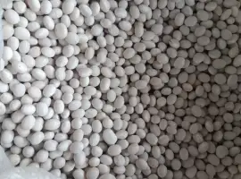 Зображення для оголошення Продам білу квасолю(квасоля