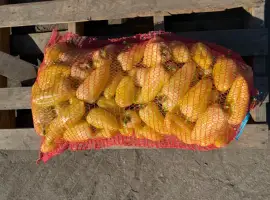 Зображення для оголошення Продам перець білозерка