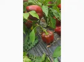 Зображення для оголошення Продам Перець Геркулес на переробку