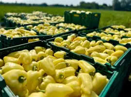 Зображення для оголошення Продаємо солодкий перець