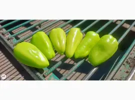 Зображення для оголошення Продам мега крутой перец