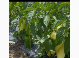 Зображення для оголошення Продам перець ХАСКІ -Амарок