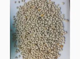 Зображення для оголошення Продамо квасолю білу