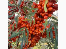 Зображення для оголошення Продам ягоду обліпихи сорт Лейкора