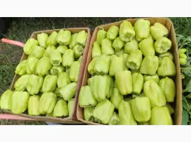 Зображення для оголошення Продам перець