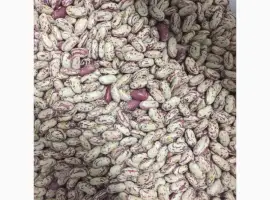 Зображення для оголошення Продам квасолю різних сортів