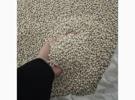 Зображення для оголошення Квасоля біла Navy beans на експорт