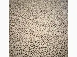 Зображення для оголошення Куплю квасолю білу