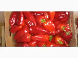Зображення для оголошення Продам солодкий перець Навігатор з власного поля - опт від 500 кг