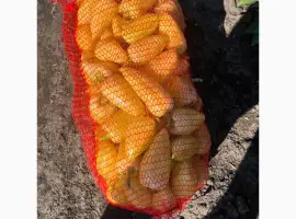 Зображення для оголошення Продам перець солодкий
