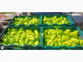 Зображення для оголошення Продам перец