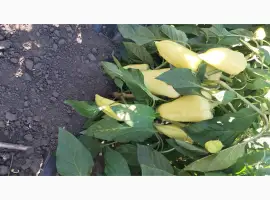 Зображення для оголошення Продам перець
