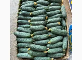 Зображення для оголошення Продаєм огірок-корнішон