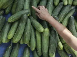 Зображення для оголошення Огірок ґрунтовий Київська обл продаж великими партіями урожай 2026