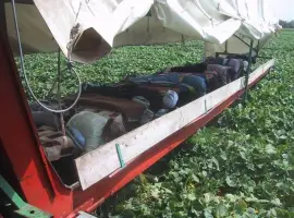 Зображення для оголошення Куплю маленький огірок 6-9 Полтавська обл для маринування