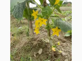 Зображення для оголошення Куплю огірок Сумська обл ґрунтовий для засолювання та ринку