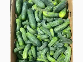 Зображення для оголошення Продам огірок 1 сорт