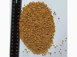 Зображення для оголошення Продам ПРОСО Жовте