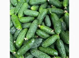 Зображення для оголошення Огірок ОПТ є Обʼєм Доставка ПДВ