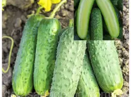 Зображення для оголошення Продам огірок свіжий грунтовий Пролікс