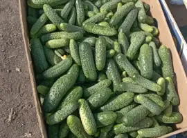 Зображення для оголошення Продам огірок засолочний 9-11 см