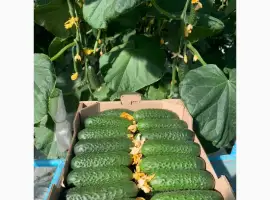Зображення для оголошення Огірок оптом