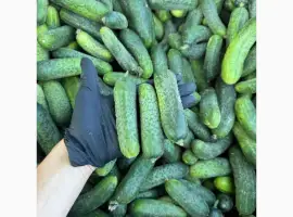 Зображення для оголошення Продам Огірок польовий Гуртом 6-12 см калібр