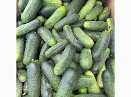 Зображення для оголошення Продам Огірок польовий Оптом