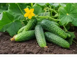 Зображення для оголошення Куплю огірок 6-9