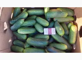 Зображення для оголошення Продам великі огірки