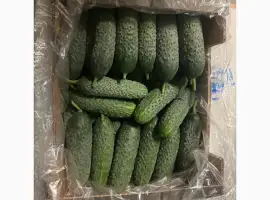 Зображення для оголошення Куплю Огірок свіжий Оптом
