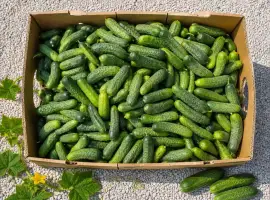 Зображення для оголошення Продам свіжі огірки 12+ см для переробки - 10 грн/кг