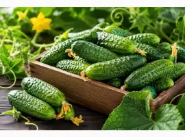 Зображення для оголошення Продам свіжі огірки корнішони 7–9 см - 45 грн/кг