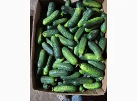 Зображення для оголошення Продам огірки