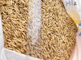 Продам овес