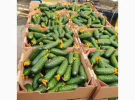Зображення для оголошення Продам огіркі тепличні від фермера 1 тонни. Ціна договірна