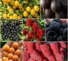 Зображення для оголошення Закупівля свіжої ягоди Вінницька область | полуниця
