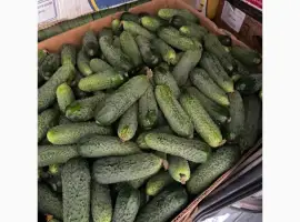 Зображення для оголошення Продам Рівненський огірок