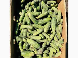 Зображення для оголошення Продам огурец