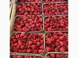 Зображення для оголошення Продам малину «Дельнива» на опт