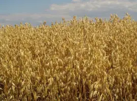 Семена голозерного овса Соломон. 1 репродукция